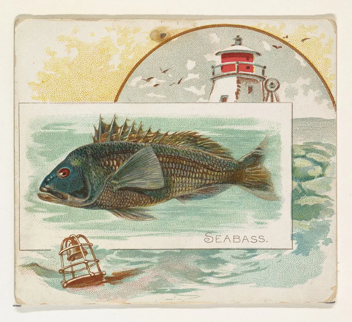 Sea Bass, from Fish from American Waters series (N39) for Allen & Ginter Cigarettes — Lindner, Eddy & Claus|Allen & Ginter