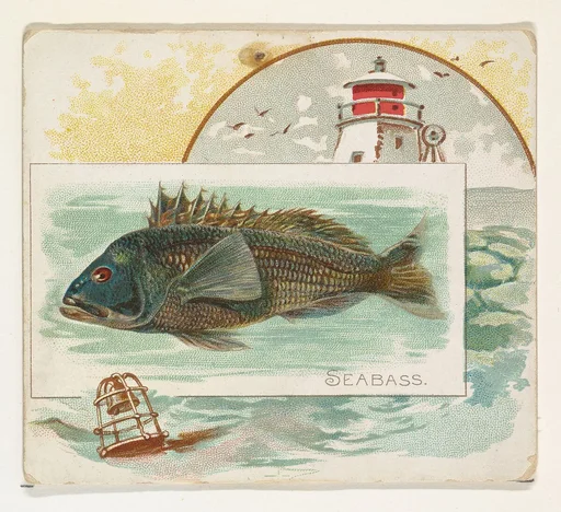 Sea Bass, from Fish from American Waters series (N39) for Allen & Ginter Cigarettes