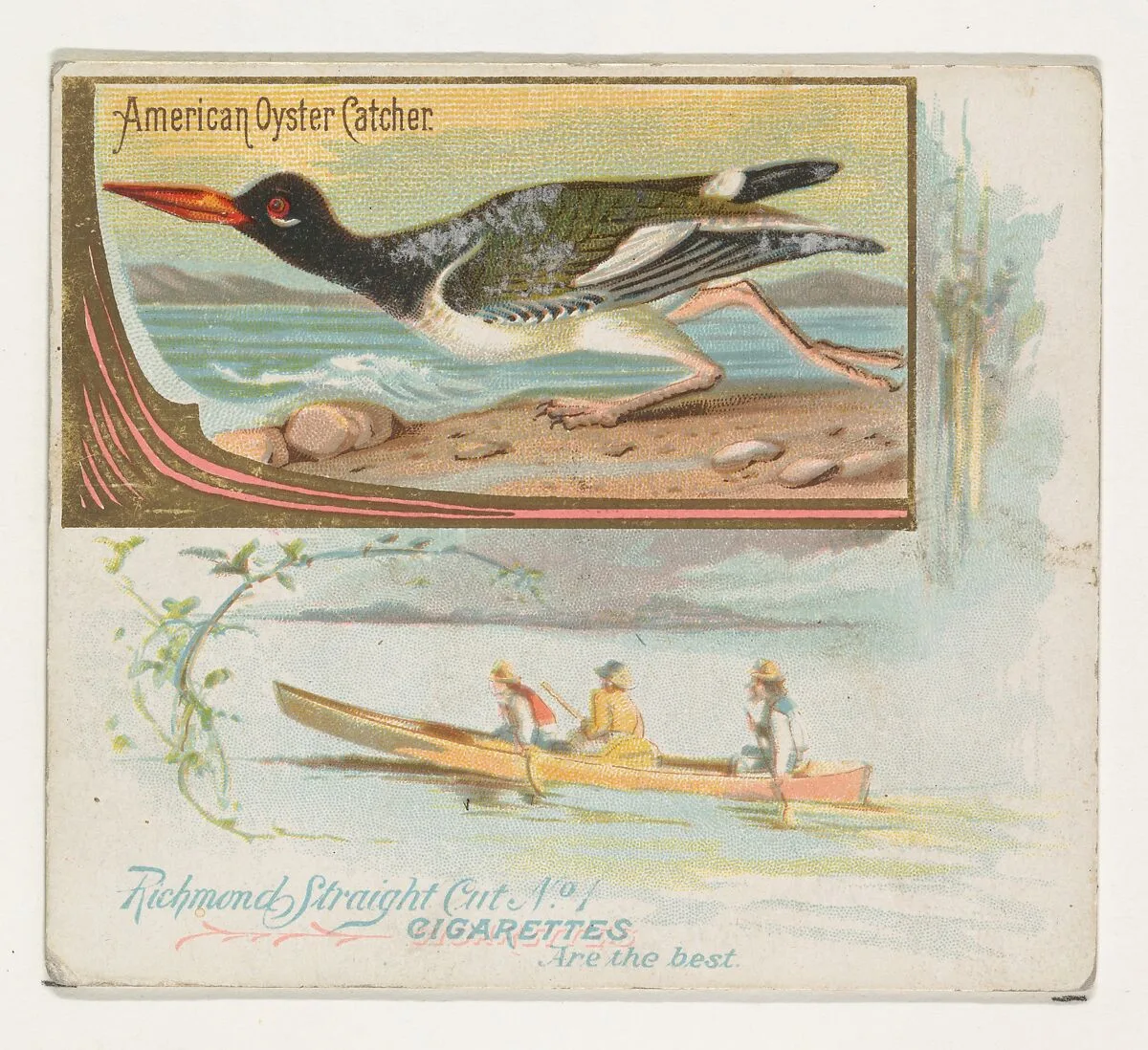 American Oyster Catcher, from the Game Birds series (N40) for Allen & Ginter Cigarettes — Allen & Ginter