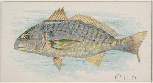 Chub, from the Fish from American Waters series (N8) for Allen & Ginter Cigarettes Brands