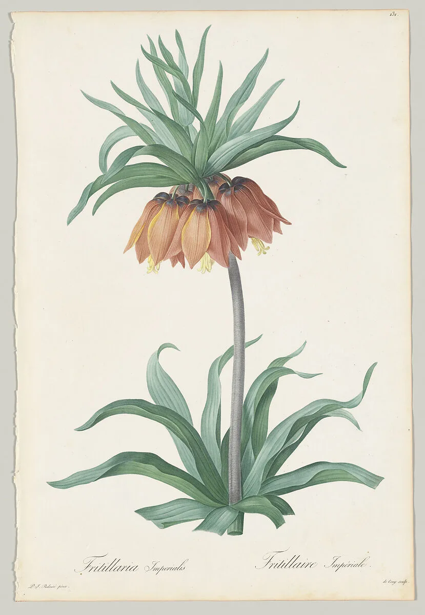 Plate 131, Fritillaria Imperialis, from "Les Liliacées" — Pierre Joseph Redouté