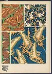 Papillons, Pl. 19 — Tolmer Editeur|Emile-Allain Séguy