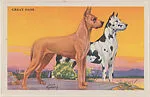 Great Dane from Our Friend – the Dog Educational Pictures (W608-4) — Unknown
