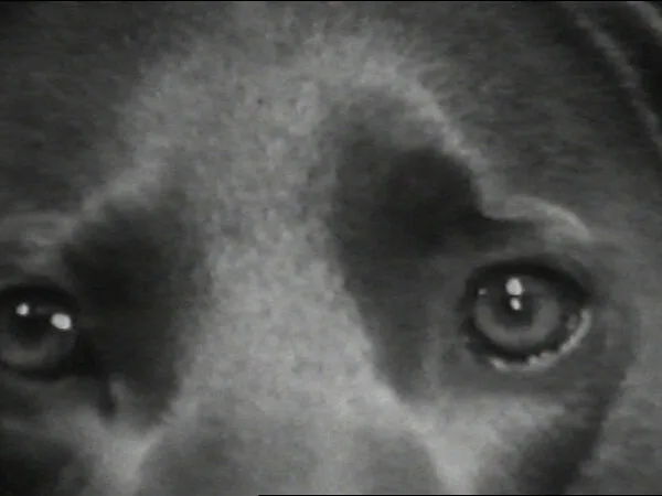 Eyes of Ray — William Wegman