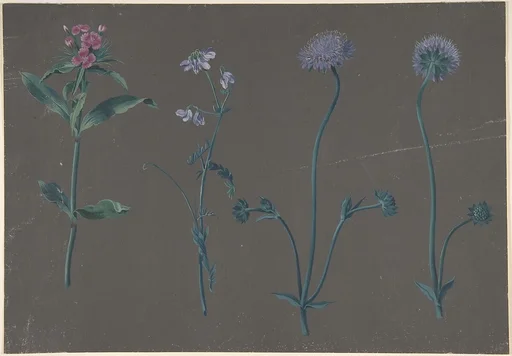 Study of Three Flowers
