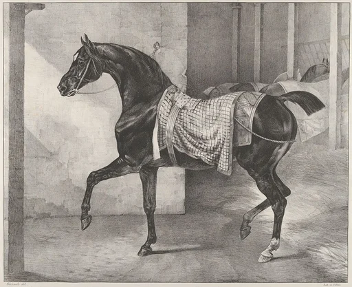 Black Horse Tethered in a Stable