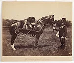 Horses, War Department