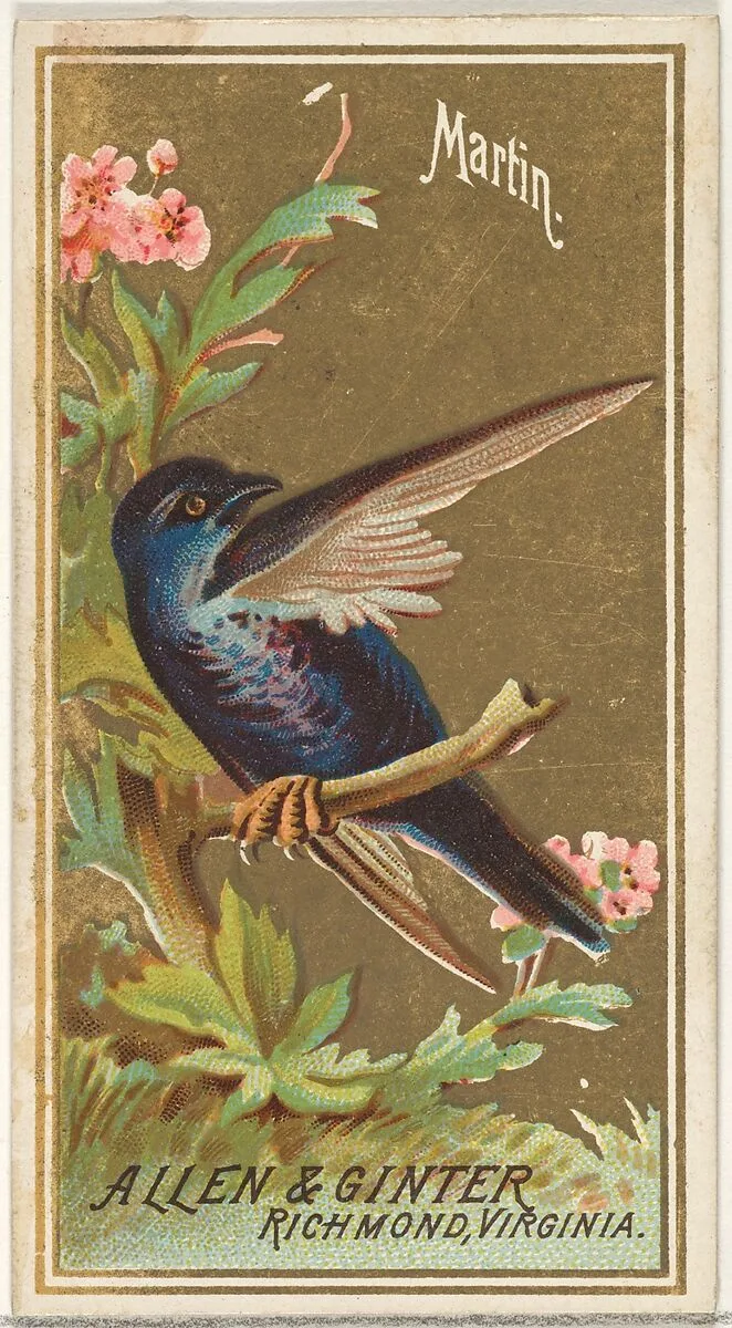 Martin, from the Birds of America series (N4) for Allen & Ginter Cigarettes Brands — Allen & Ginter