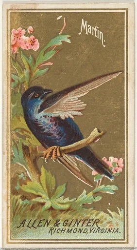 Martin, from the Birds of America series (N4) for Allen & Ginter Cigarettes Brands