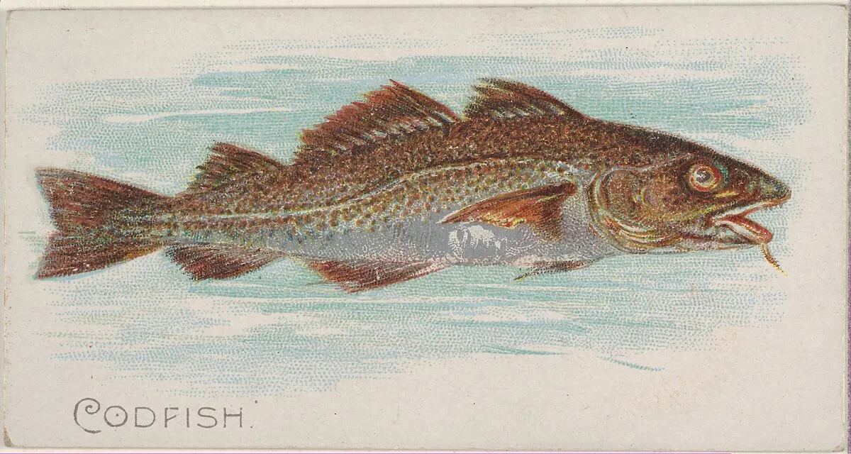 Codfish, from the Fish from American Waters series (N8) for Allen & Ginter Cigarettes Brands — Allen & Ginter|Lindner, Eddy & Claus