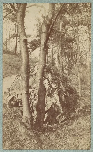 [Tree Study]