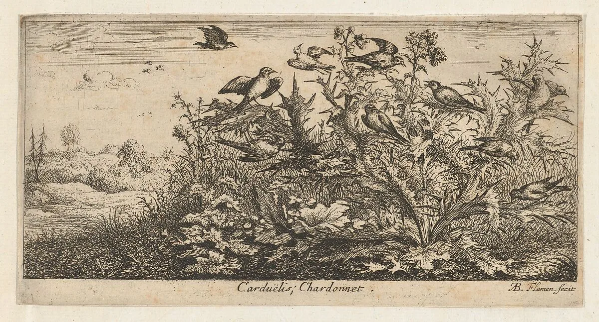 Carduëlis, Chardonnet (The Goldfinch), from "Livre d'Oyseaux" (Book of Birds) — Albert Flamen