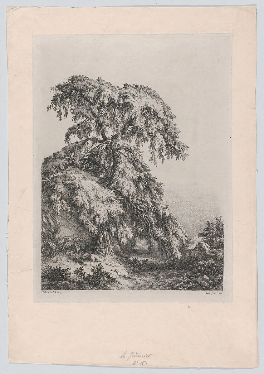 The Juniper Tree, Fontainbleu — Eugène Stanislas Alexandre Bléry