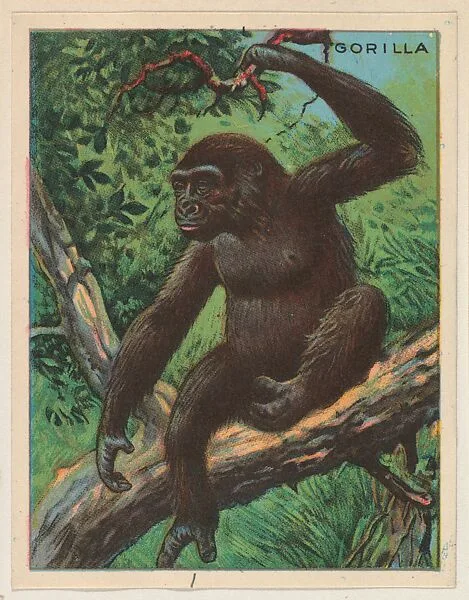 Gorilla, collector card from the Animals series (D9), issued by the Weber Baking Company to promote Onist Milk and Pullman Bread — Weber Baking Company