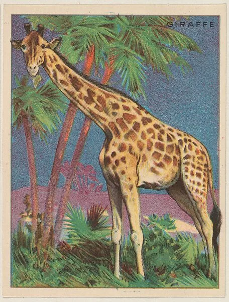 Giraffe, collector card from the Animals series (D9), issued by the Weber Baking Company to promote Onist Milk and Pullman Bread — Weber Baking Company