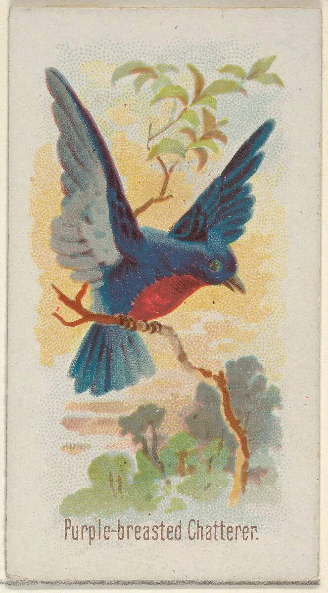 Purple-breasted Chatterer, from the Song Birds of the World series (N23) for Allen & Ginter Cigarettes — George S. Harris & Sons|Allen & Ginter