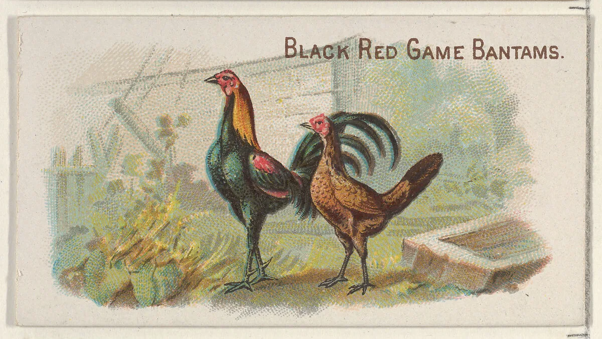 Black Red Game Bantams, from the Prize and Game Chickens series (N20) for Allen & Ginter Cigarettes — Allen & Ginter|The Gast Lithograph & Engraving Company