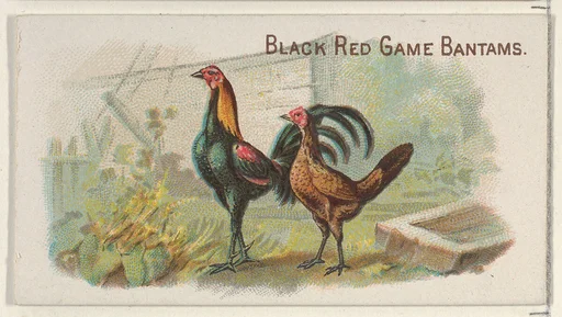 Black Red Game Bantams, from the Prize and Game Chickens series (N20) for Allen & Ginter Cigarettes