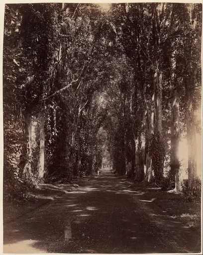 Buitenzorg Allie, Java