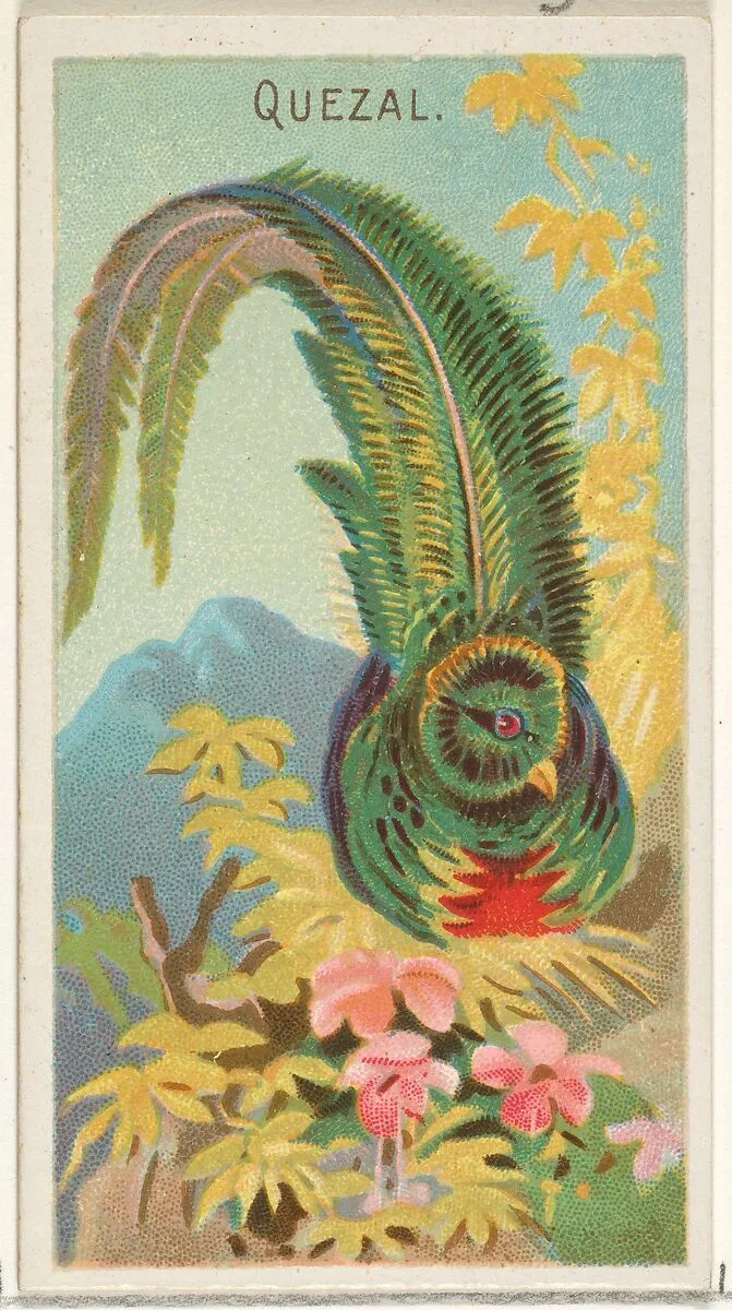 Quetzal, from the Birds of the Tropics series (N5) for Allen & Ginter Cigarettes Brands — Allen & Ginter|George S. Harris & Sons