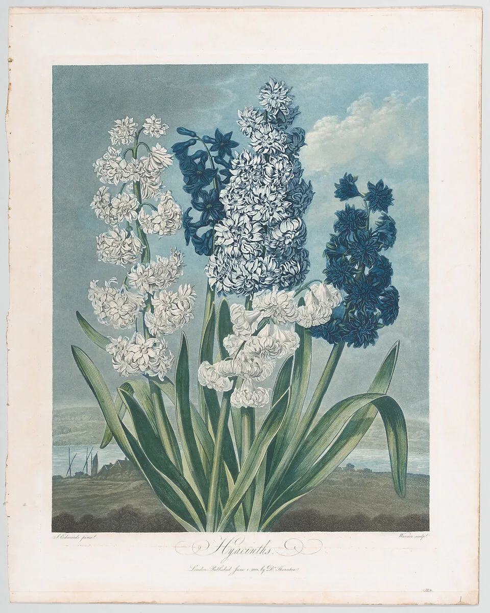 Hyacinths, from "The Temple of Flora, or Garden of Nature" — Sydenham Teak Edwards|Robert John Thornton|Thomas Warner