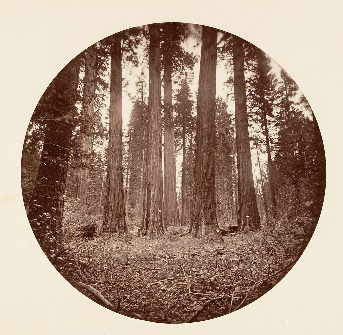 James King of William. Keyston State etc. Calaveras Grove — Carleton E. Watkins