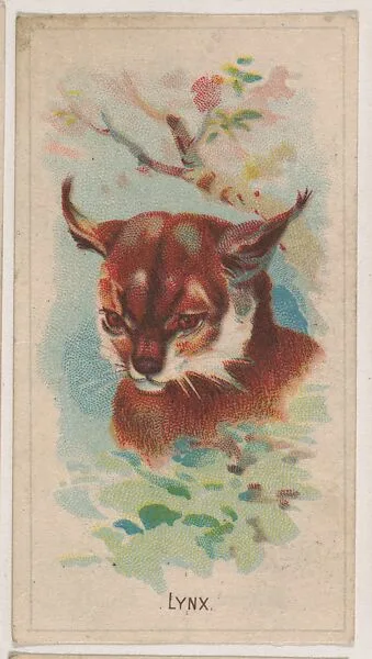 Lynx, collector card from the Animal Pictures series (D8), issued by the Weber Baking Company to promote Onist Milk and Pullman Bread — Weber Baking Company