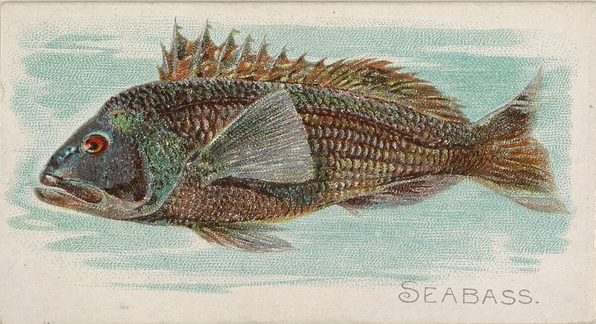Sea Bass, from the Fish from American Waters series (N8) for Allen & Ginter Cigarettes Brands — Allen & Ginter|Lindner, Eddy & Claus