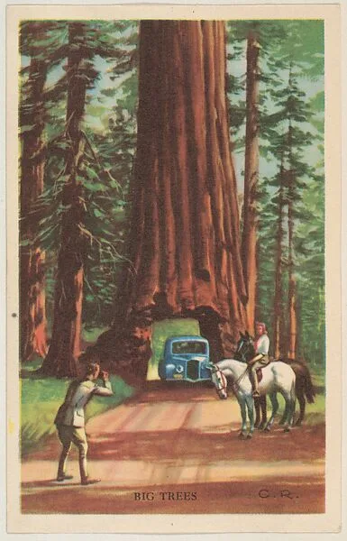 Big Trees, bakery card from the Nature's Splendor series (D39-7), issued by Bell Bakeries, Inc. — Bell Bakeries, Inc.