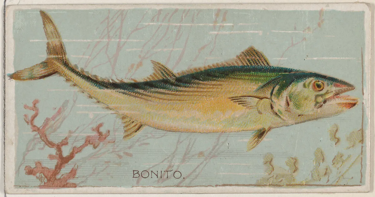 Bonito, from the series Fishers and Fish (N74) for Duke brand cigarettes — W. Duke, Sons & Co.|Knapp & Company