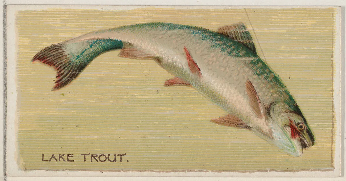 Lake Trout, from the series Fishers and Fish (N74) for Duke brand cigarettes — W. Duke, Sons & Co.|Knapp & Company