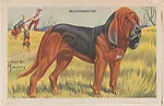 Bloodhound from Our Friend – the Dog Educational Pictures (W608-4) — Unknown