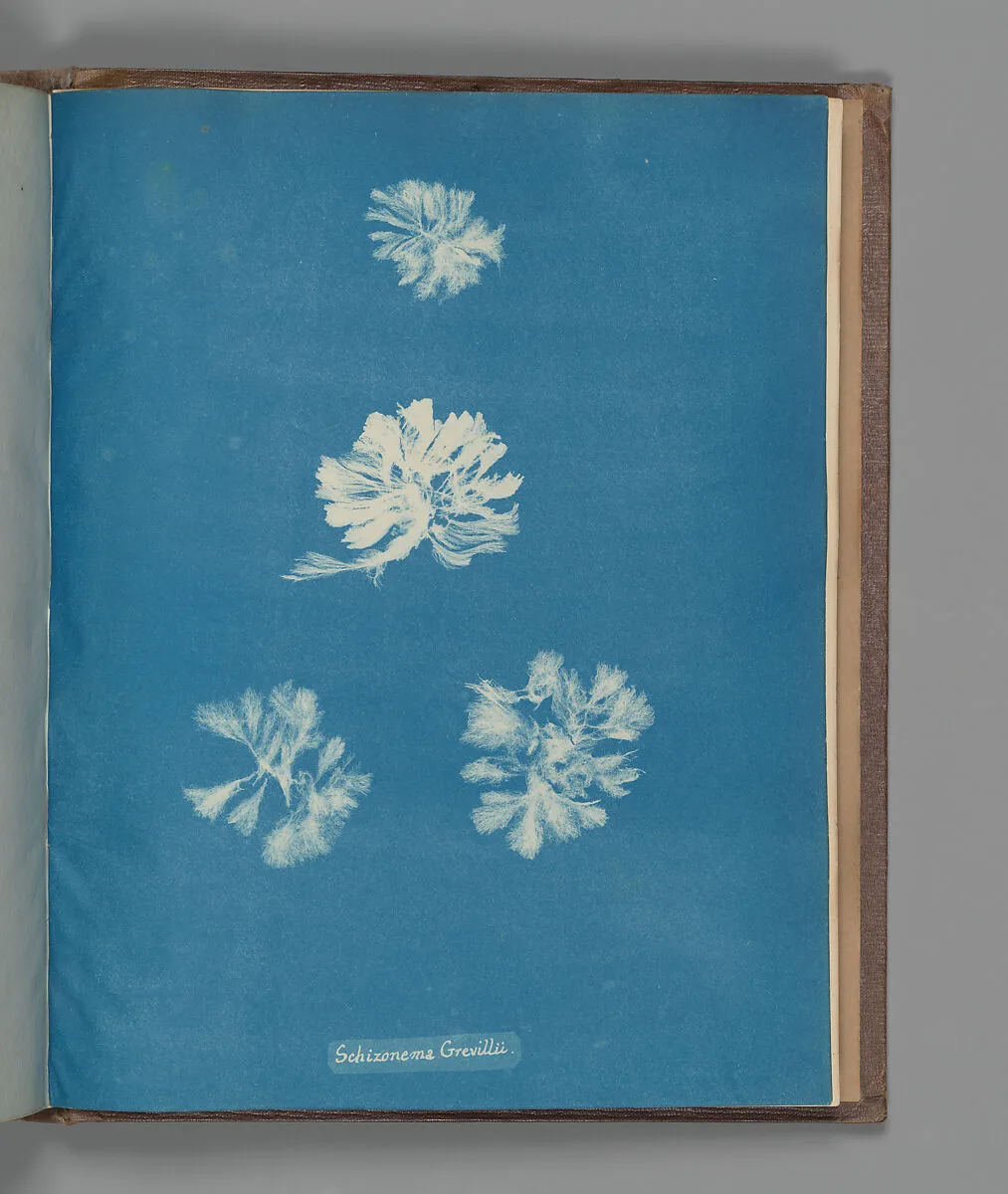 Schizonema Grevillii — Anna Atkins