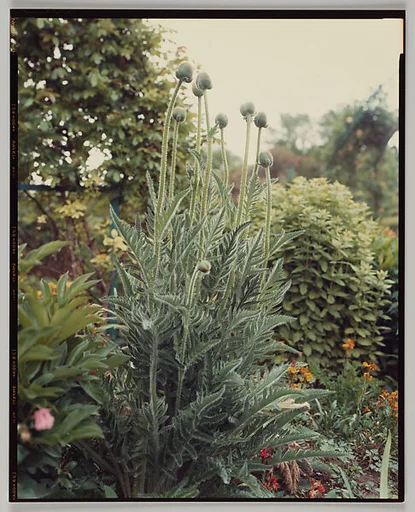 Giverny