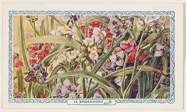 13. Spiderwort, bakery insert card from the Flower Pictures series (D36), issued by the Freihofer Baking Company — Freihofer Baking Company