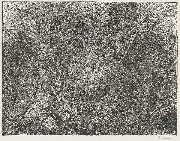 Thicket (Cambridge, New York) — Arnold Bittleman