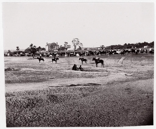 [Herd of Horses].  Brady album, p. 123