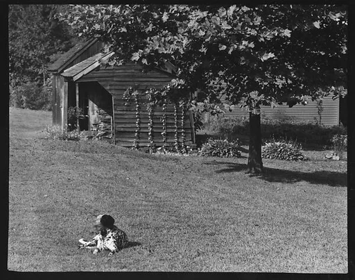 [Dog in Front of Wooden Building on Grounds of Estate of Suzette Morton Hamill, Lake Forest, Illinois]