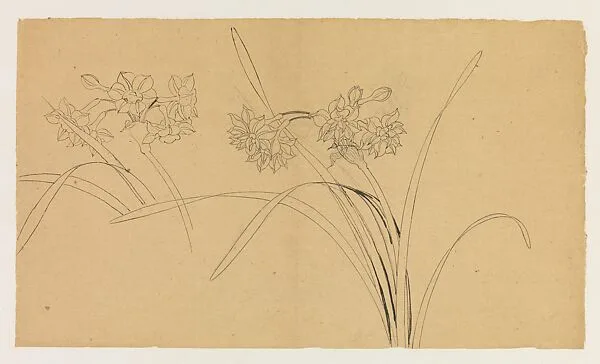 現代 謝稚柳 水仙圖 鏡片|Narcissus — Xie Zhiliu
