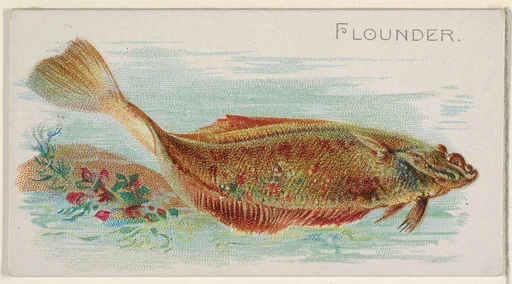 Flounder, from the Fish from American Waters series (N8) for Allen & Ginter Cigarettes Brands