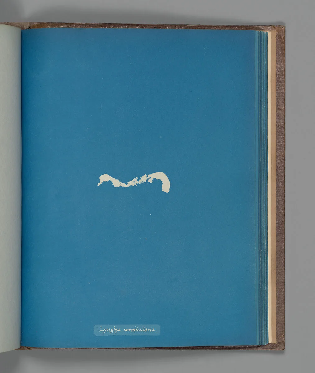Lyngbya vermicularis — Anna Atkins