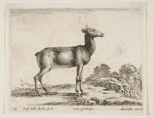 Doe, plate 15 from "Various Animals" (Diversi Animali)