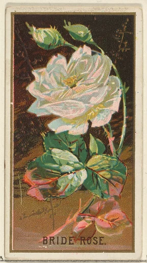 Bride Rose, from the Flowers series for Old Judge Cigarettes