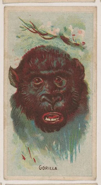 Gorilla, collector card from the Animal Pictures series (D8), issued by the Weber Baking Company to promote Onist Milk and Pullman Bread — Weber Baking Company