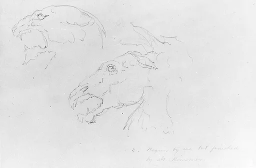 Sketches of Two Animal Skulls
