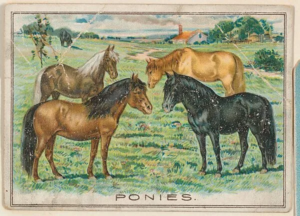Ponies, collector card from the Birds and Animals series (D15), issued by the Schulze Baking Company — Schulze Baking Company