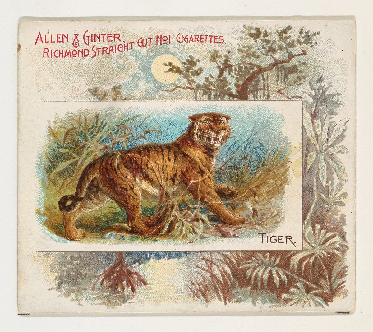 Tiger, from Quadrupeds series (N41) for Allen & Ginter Cigarettes — Allen & Ginter|Lindner, Eddy & Claus