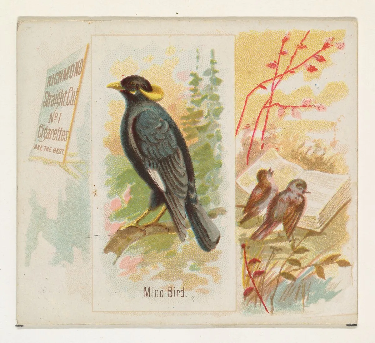 Mino Bird, from the Song Birds of the World series (N42) for Allen & Ginter Cigarettes — Allen & Ginter|George S. Harris & Sons