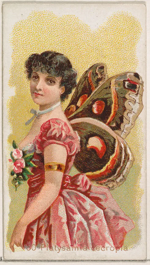 Card 50, Platysamia Cecropia, from the Butterflies series (N183) issued by Wm. S. Kimball & Co. — Julius Bien|William S. Kimball & Company