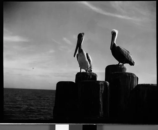 [Pelicans on Dock Piling, Florida]